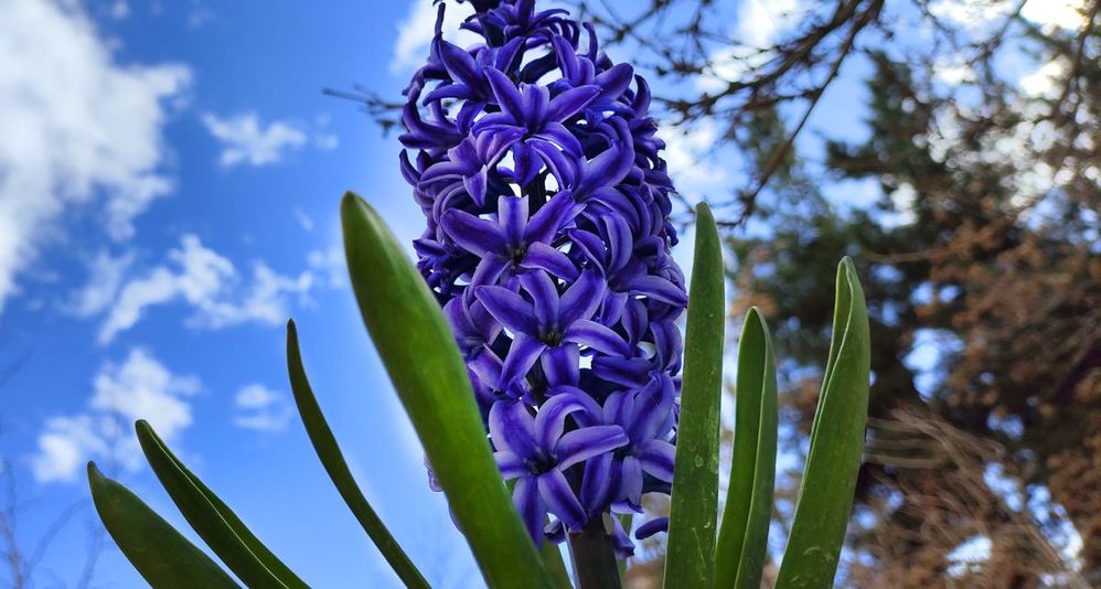 Sonbol (Hyacinth) that start with S and could be one of the elements in the 7-Sin Table