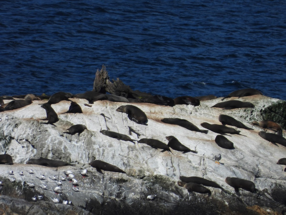 Caption:  Seals at work in Milford Sound, New Zealand, March 2024 (@AdamGT)