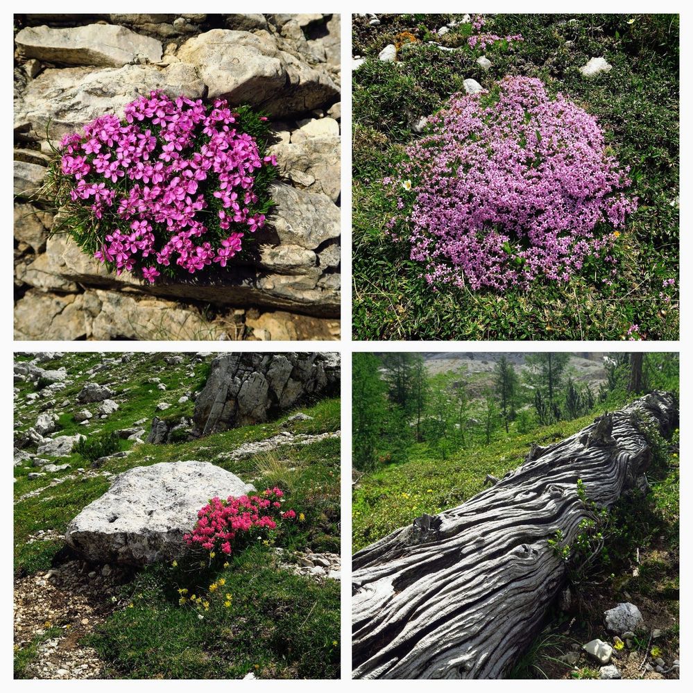 Flower in Travenanzes valley and and ancient tree trunk