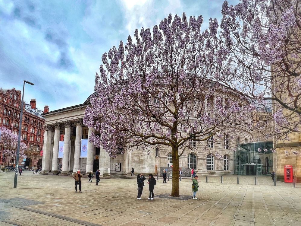 Caption: St Peter's Square in Spring time, with the Central Library in the background, and beautiful foxglove trees bringing refreshment  and renewal to the heart of the city.