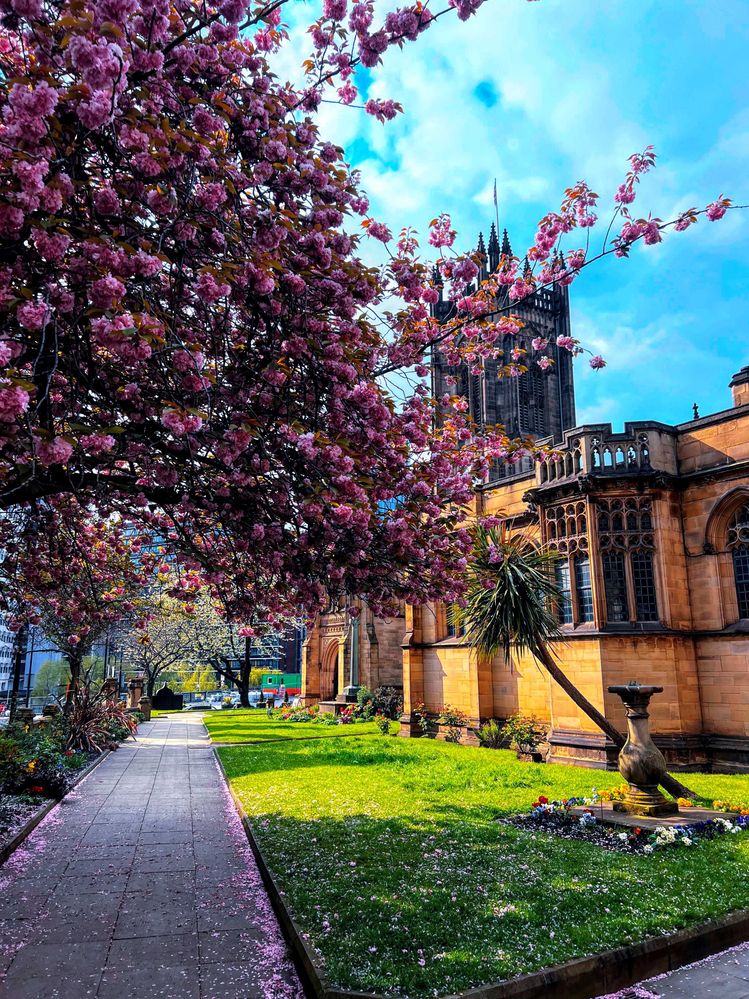 Caption: Manchester Cathedral in the background, golden in the Spring sunshine and surrounded by beautiful blossom trees.