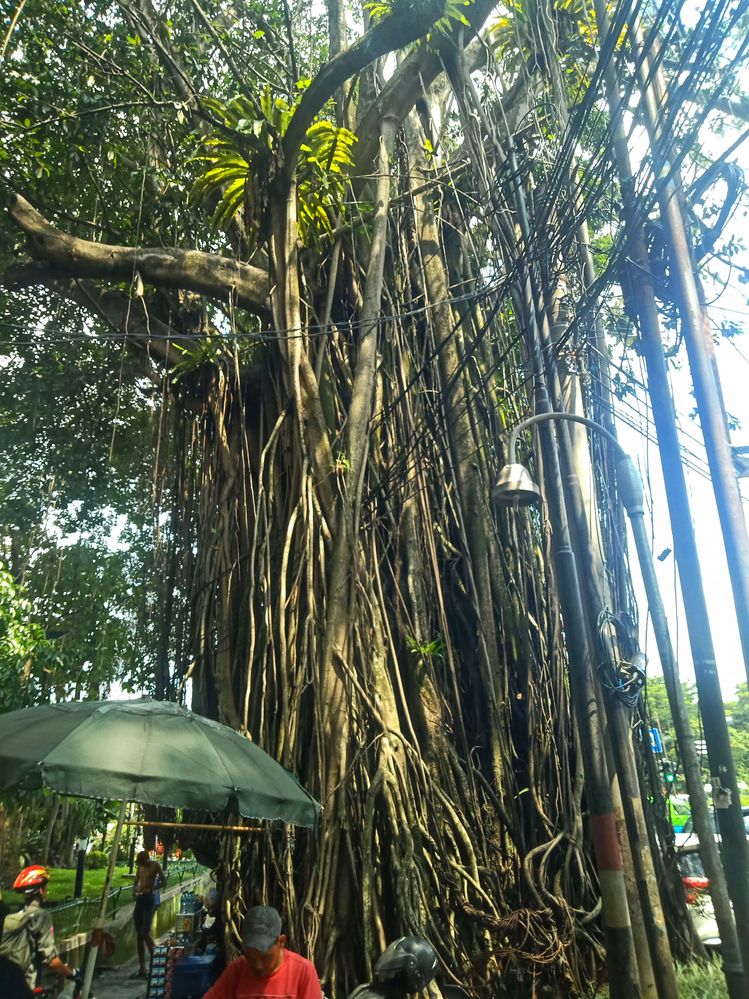 An older and Huge tree on the way of Bogor Presidential Palace