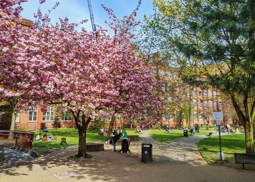 Caption: View at Sackville Gardens (April 2021) with the cherry blossoms in full bloom.