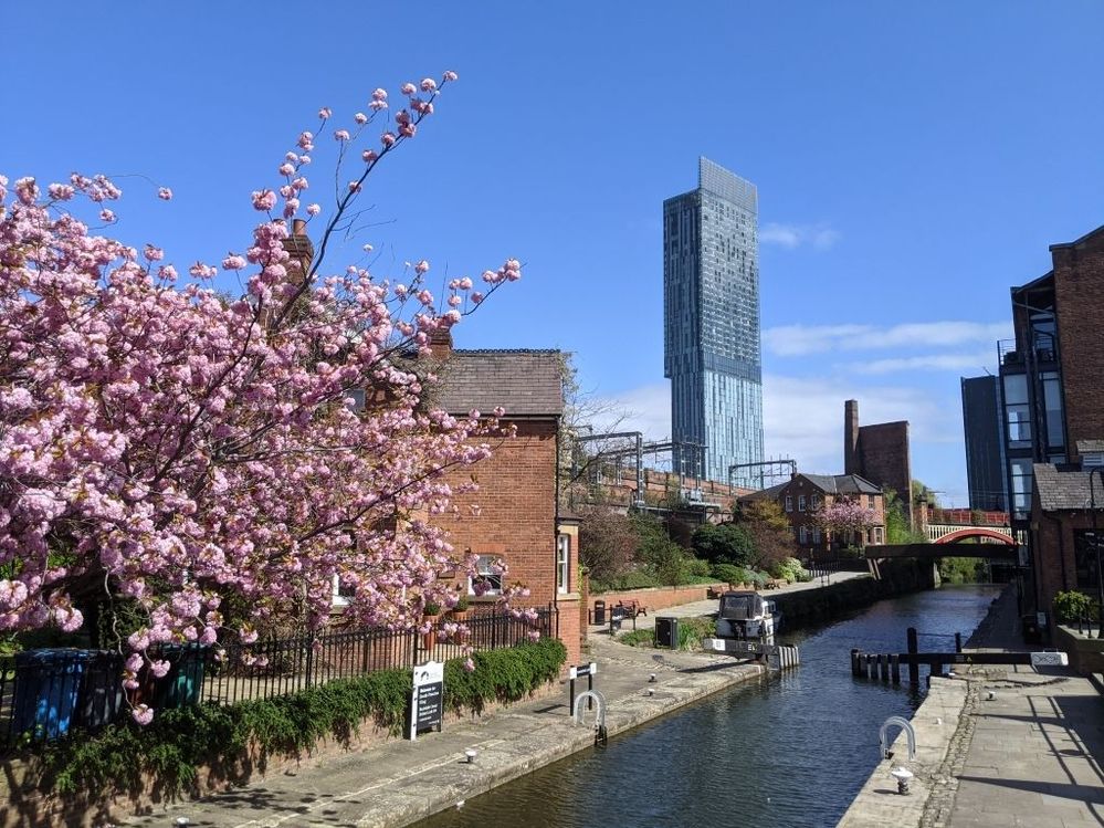 Caption: View at Rochdale Canal Lock 92 (April 2020) where next to the canal is a beautiful cherry blossom tree.