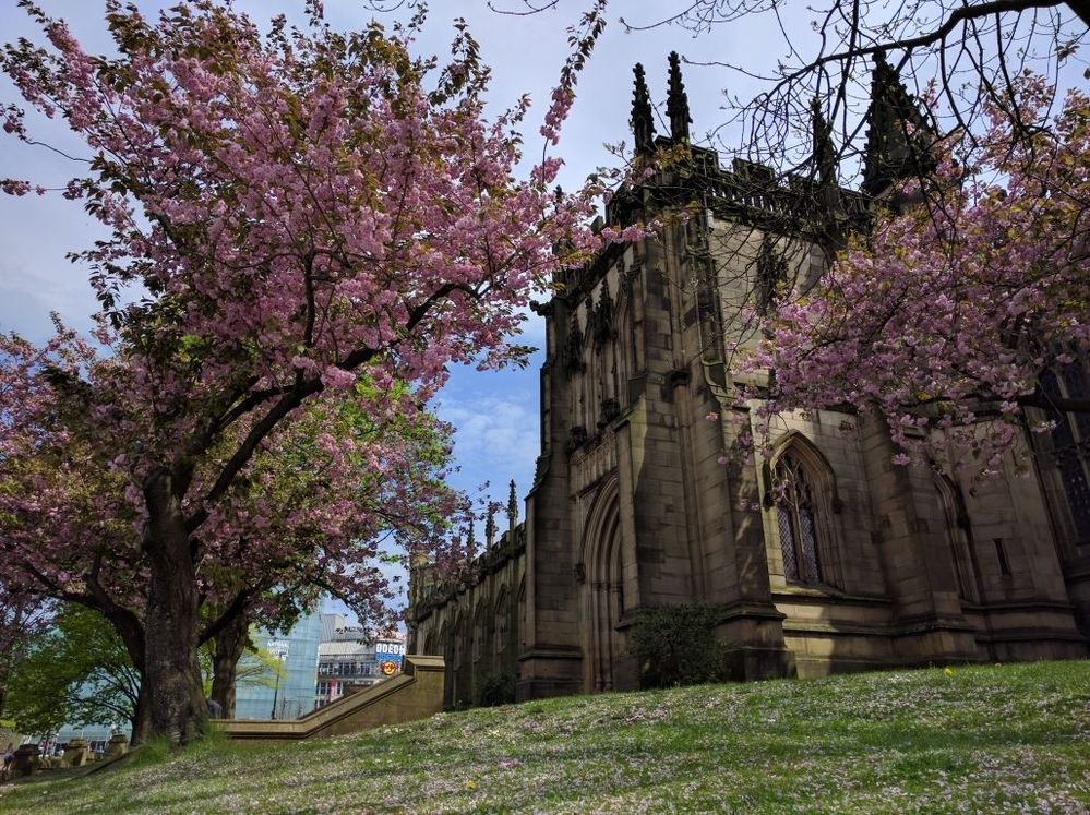 Caption: View at the Manchester Cathedral gardens (May 2016), again with the cherry blossoms adding some lovely vibrant pink hues to frame an already beautiful building