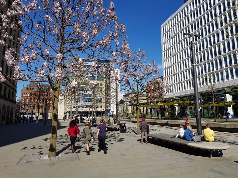 Caption: View at St Peter's Square (April 2017) where the trees planted there (I'm not sure what they are) have a very distinct bloom at spring time.