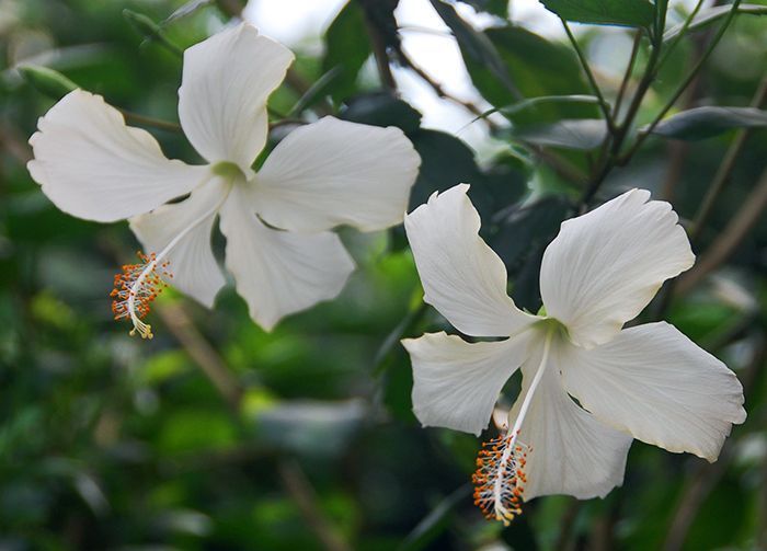 Hibiscus-White-Plant-2.jpg