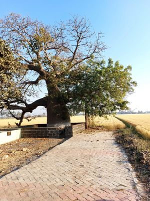 rukhdo tree in gujarat