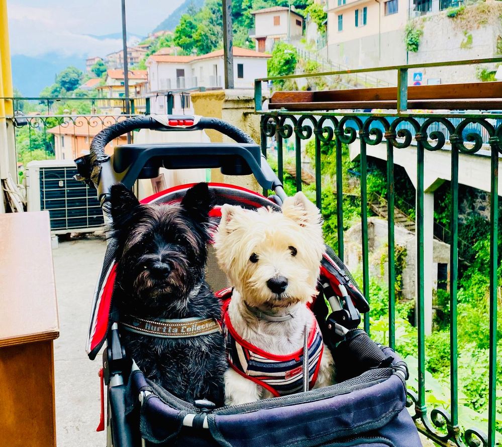 Caption: A photo of Local Guide @BarkingMice’s two dogs, a black cairn terrier (left) and a white West Highland terrier (right), in a stroller on a balcony in Italy. (Courtesy of Local Guide @BarkingMice)