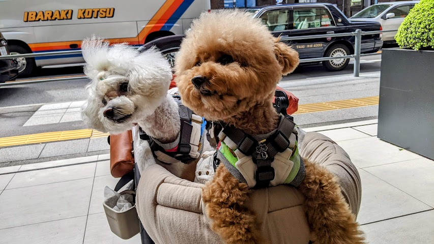Caption: Photo #3 showing brother and sister pooches, in their pram, about to enter a dog-friendly café in Japan (LG: @AdamGT)