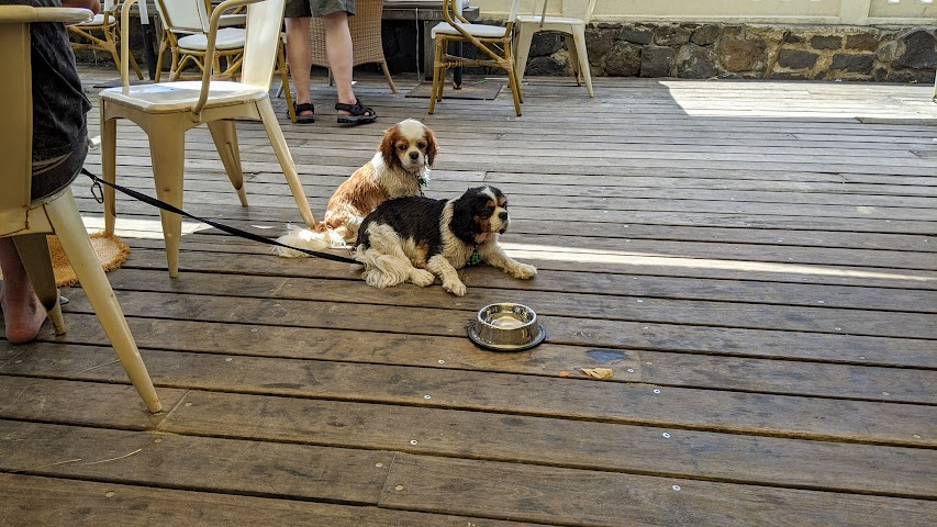 Caption: Photo #1 showing brother and sister pooches and their personal drinking bowl at a dog-friendly café (LG: @AdamGT)