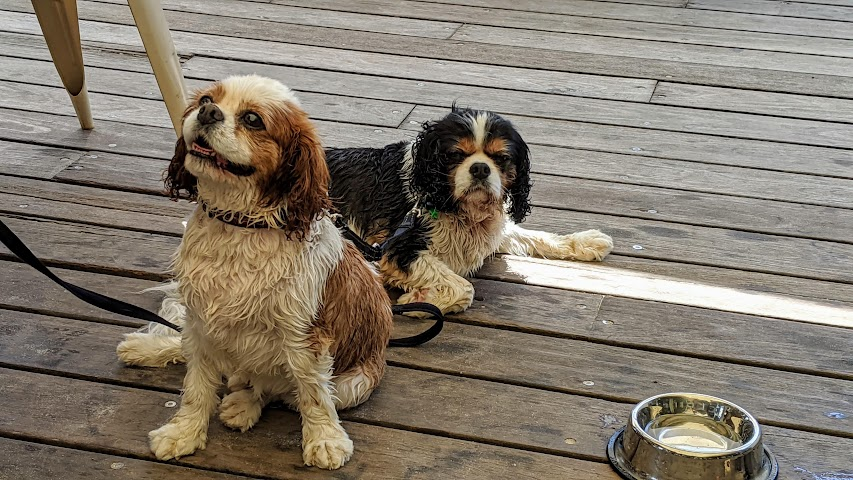 Caption: Photo #2 showing a closeup of brother and sister pooches and their personal drinking bowl at a dog-friendly café (LG: @AdamGT)