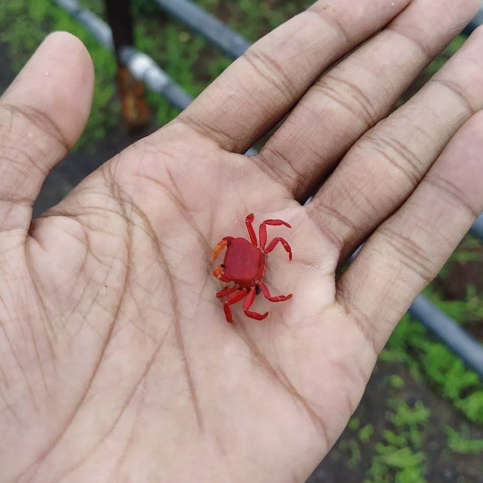 #8 In these photographs, we observe the one red little crab specie discovered on ghat, which is unique and only found in these areas.never bite or harm us , You have never seen these crabs anywhere else recently; they are patent and named as Gubernatoriana thackerayi