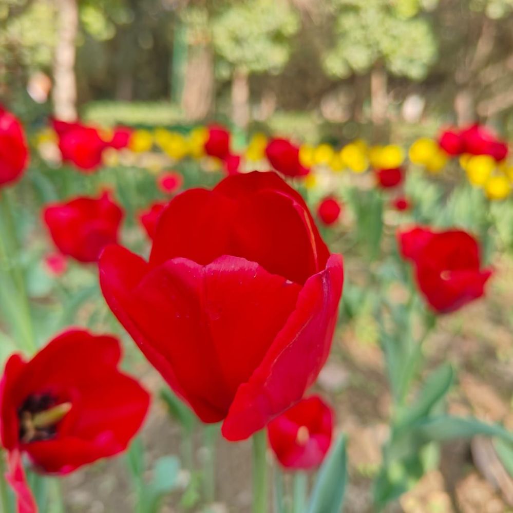 #2 Side View of Red Tulip