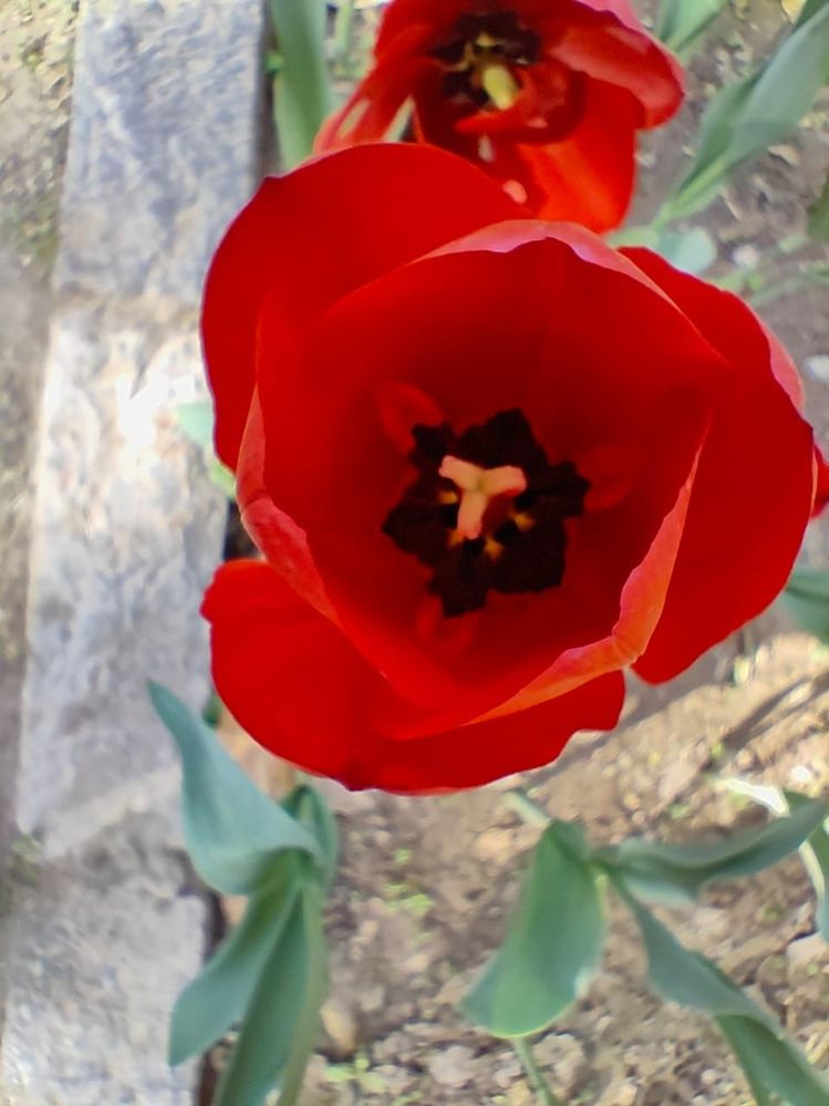 #1 Top View of Red Tulip