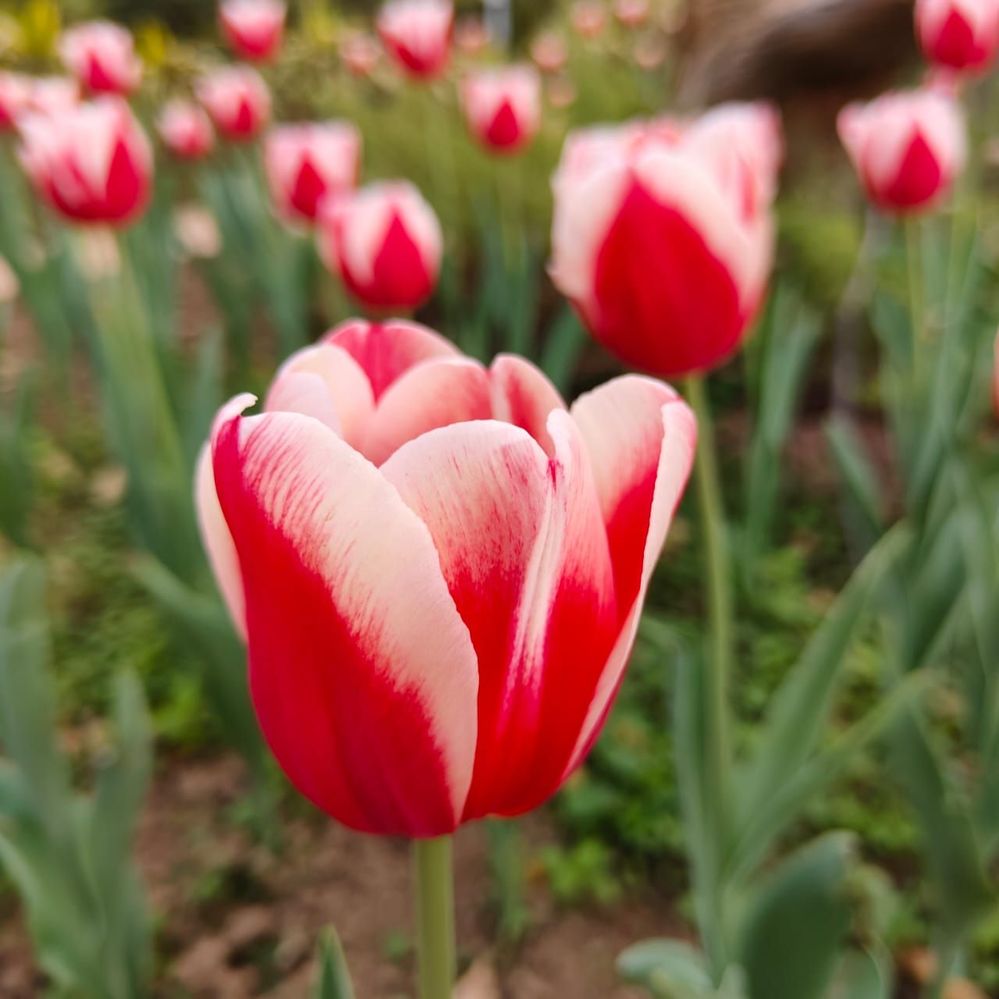 #3 Side View of Red & White Tulip