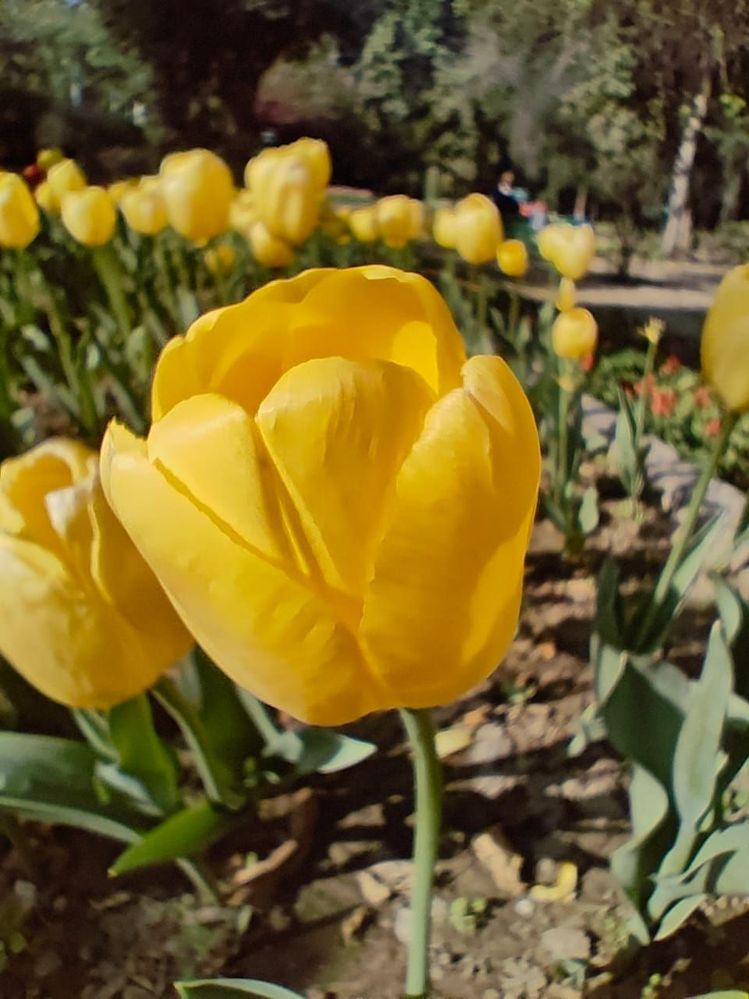 #4 Side View Of Yellow Tulip
