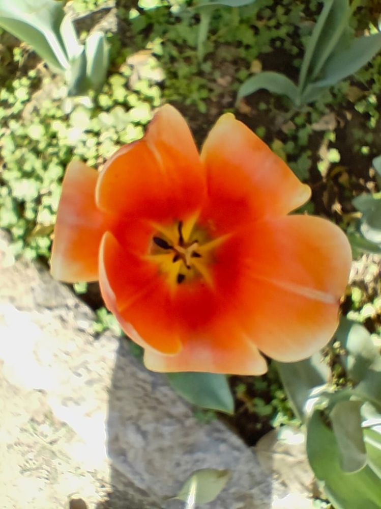 #6 Top View of Orange & White Tulip