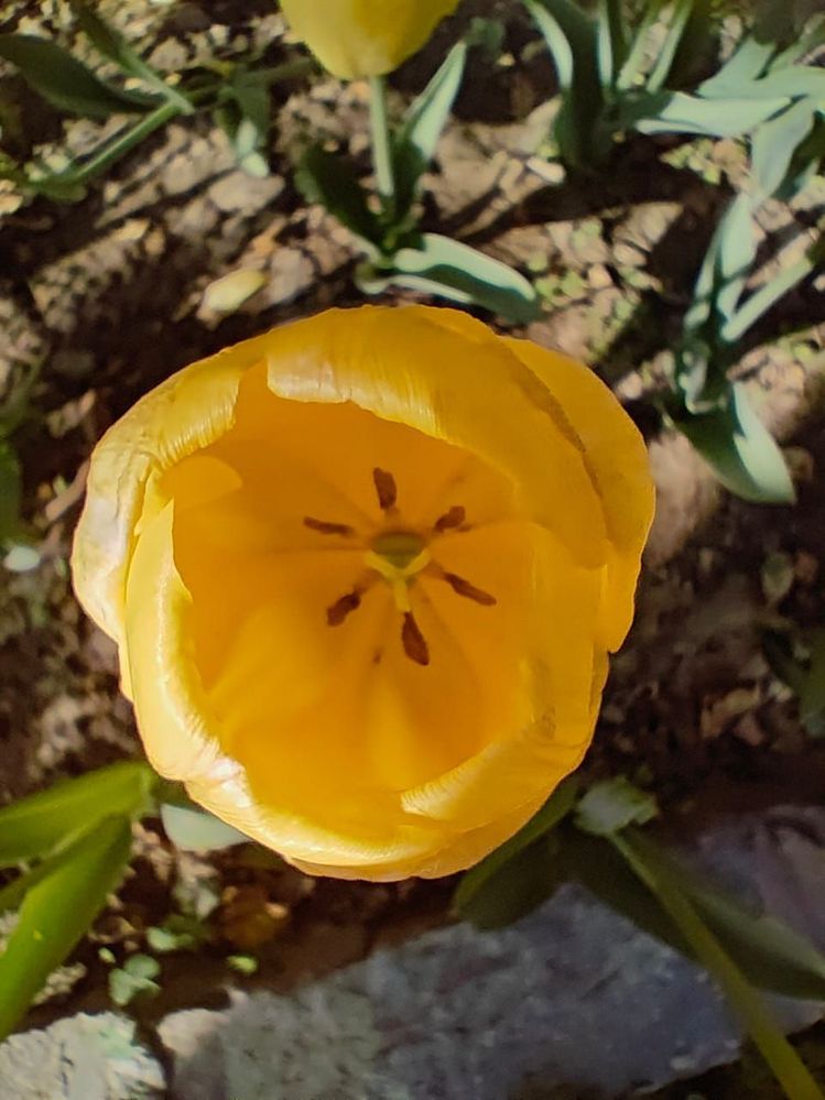 #7 Top View Of Yellow Tulip