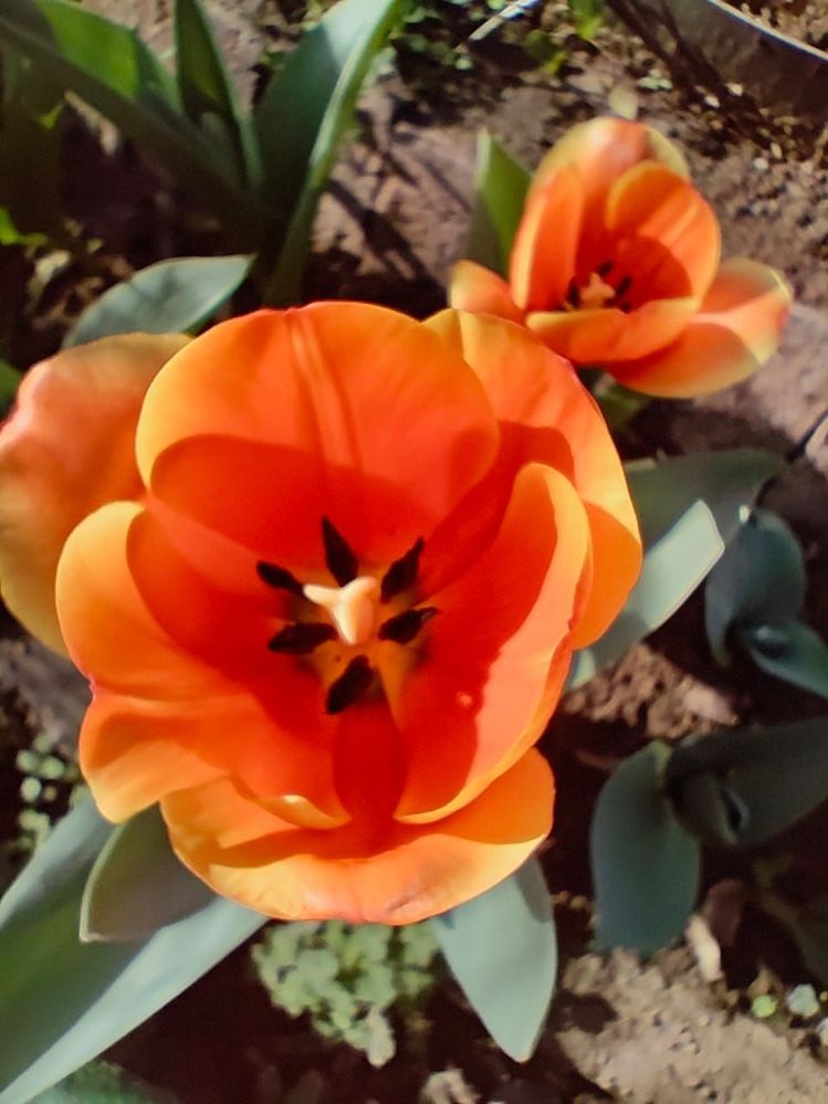 #5 Top View Of Orange Tulip