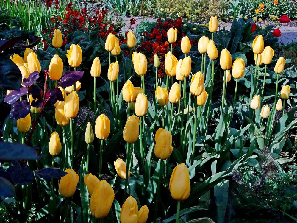 Tulips - London.jpeg