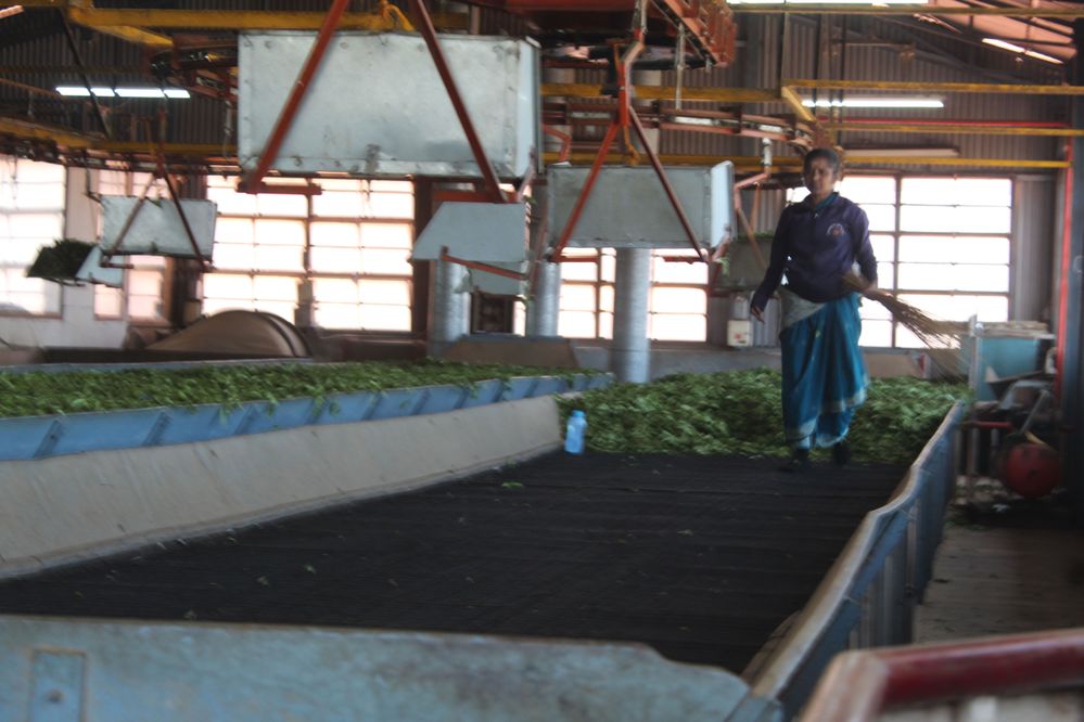 Tea mastery in action: Artisan at work in Ooty's tea factory.