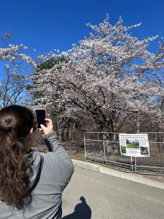 There are some signs to care for the Cherry Trees during the park tour.