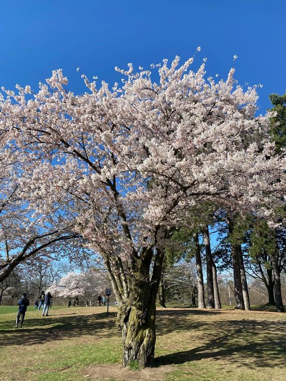 Cherry blossoms tree