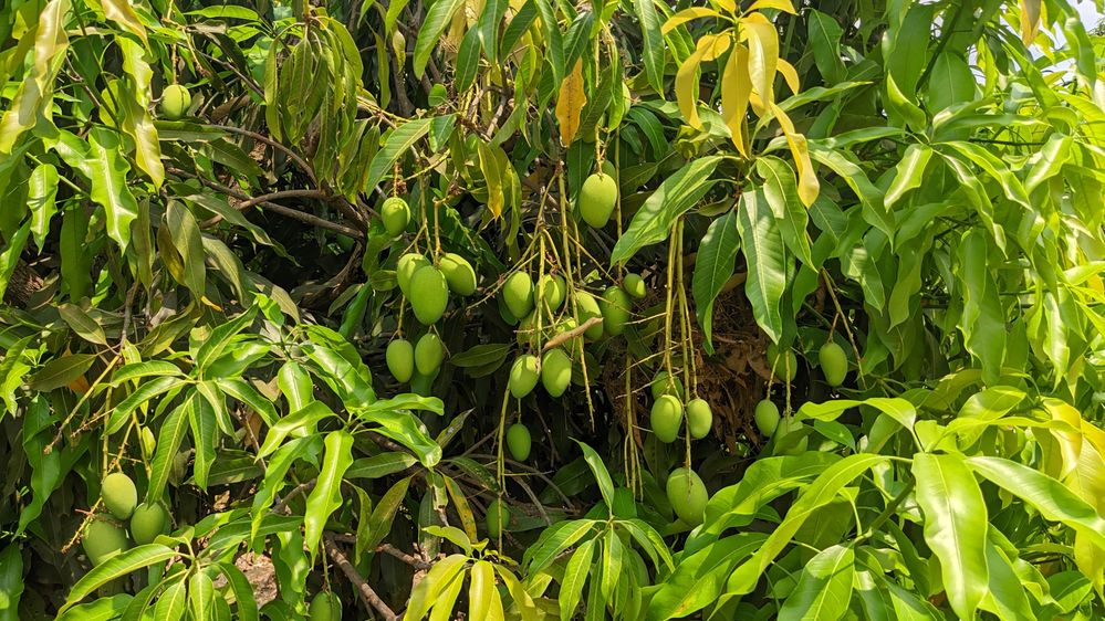 Caption #2: Unripe mango fruits in the tree.