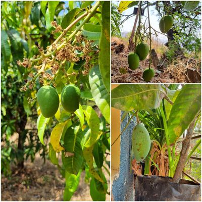 #  These photos show our alphanso mangoes at an early stage, only one month old, indicating that they will grow in size. In the last shot, we observe the ATM mango breeding in a soil bag plant with a tiny size of about 1.5 feet, and it has produced one large mango.