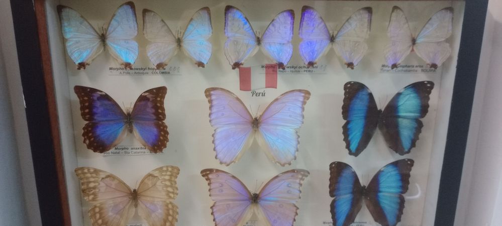 Leyenda 2:parte de la exhibición de mariposas