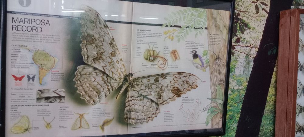 Leyenda3: la mariposa más grande del mundo "La monarca"