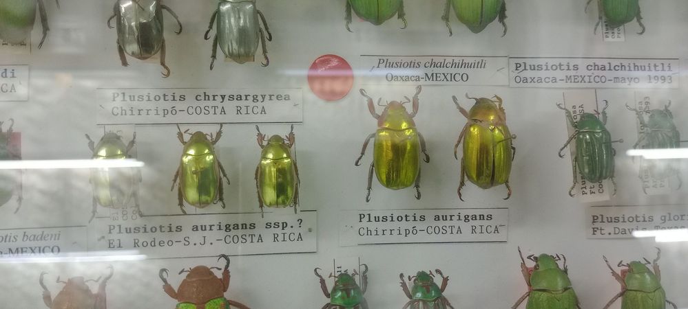Leyenda5: escarabajos de diferentes paises