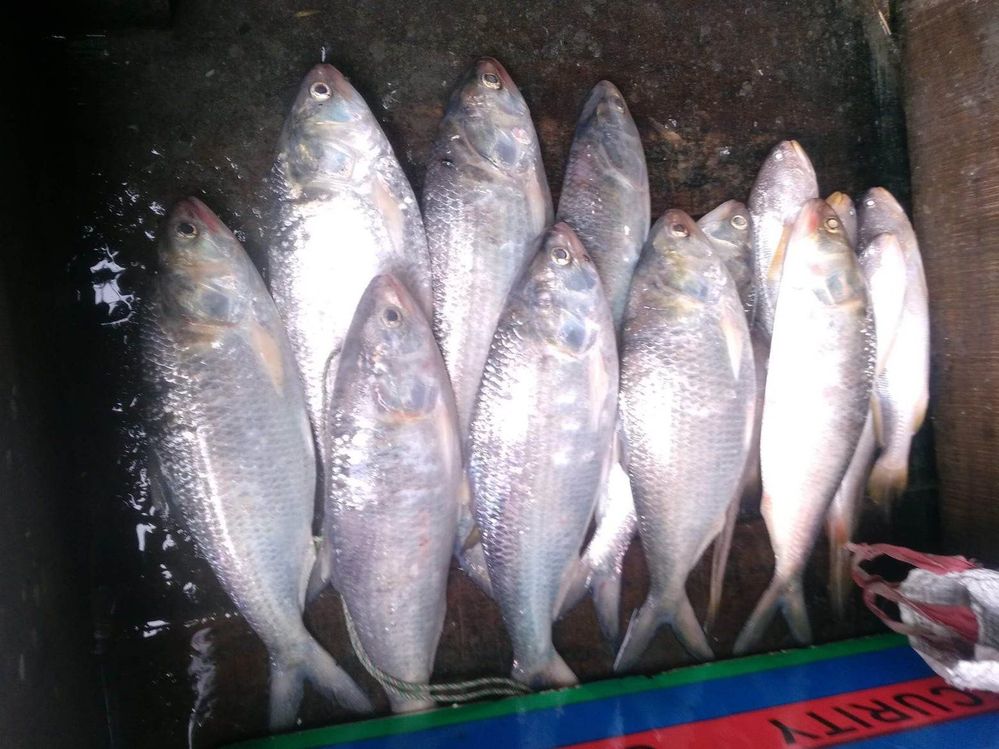 caption : National Fish Hilsa, Alexander Bazar on the banks of Meghna River.