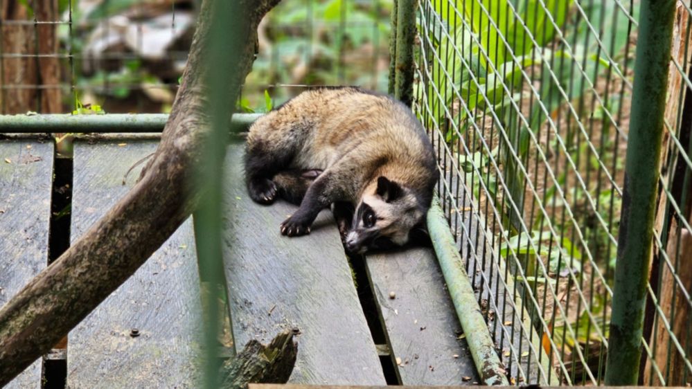 #3 A picture of the animal LUWAK ,who eats the coffee beans and then coffee is made edible out of this poo.