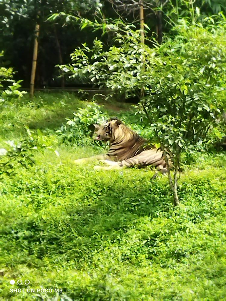 Royal Bengal Tiger.