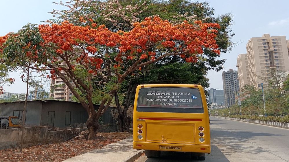 A yellow bus beneath a radiant orange blossom of the Gulmohur tree in Pune, India