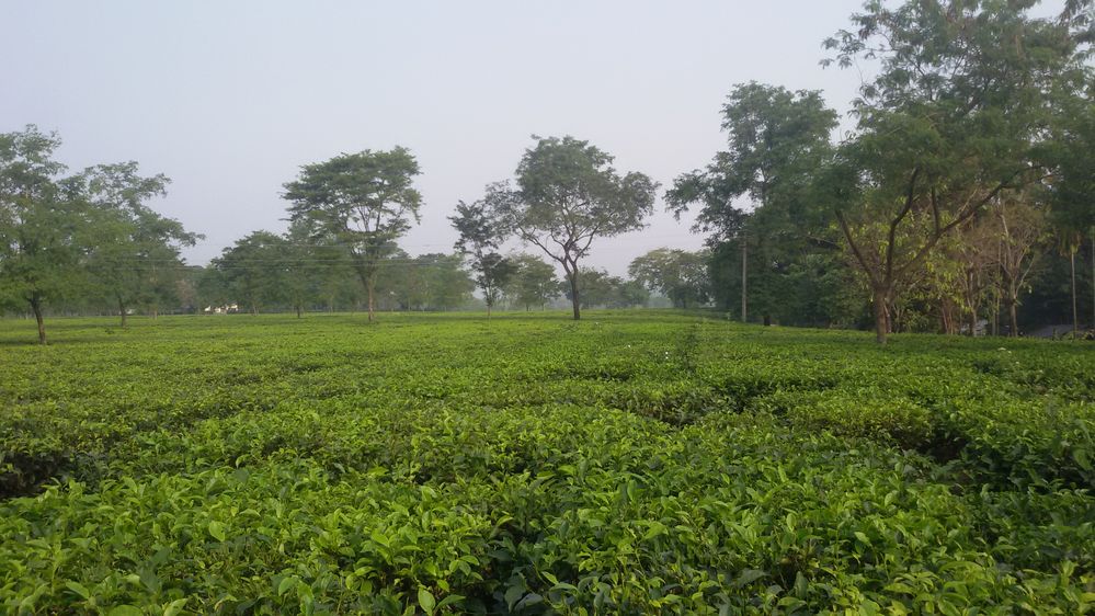 tea plant.jpg