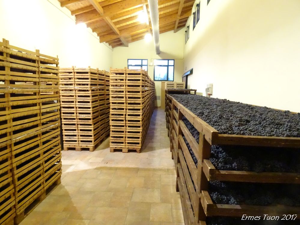 Caption - Trelliswork area, where the grapes are drying, for the production of Gelsaia - Photo Credit: Local Guide @ermest