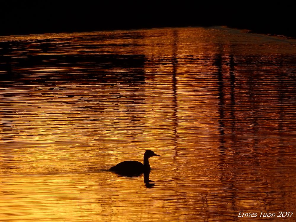 Caption: a duck in a golden lake - Local Guide @ermest