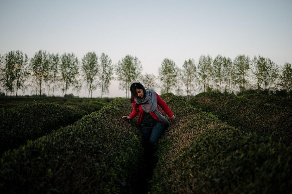 #tea_garden #iran#gilan