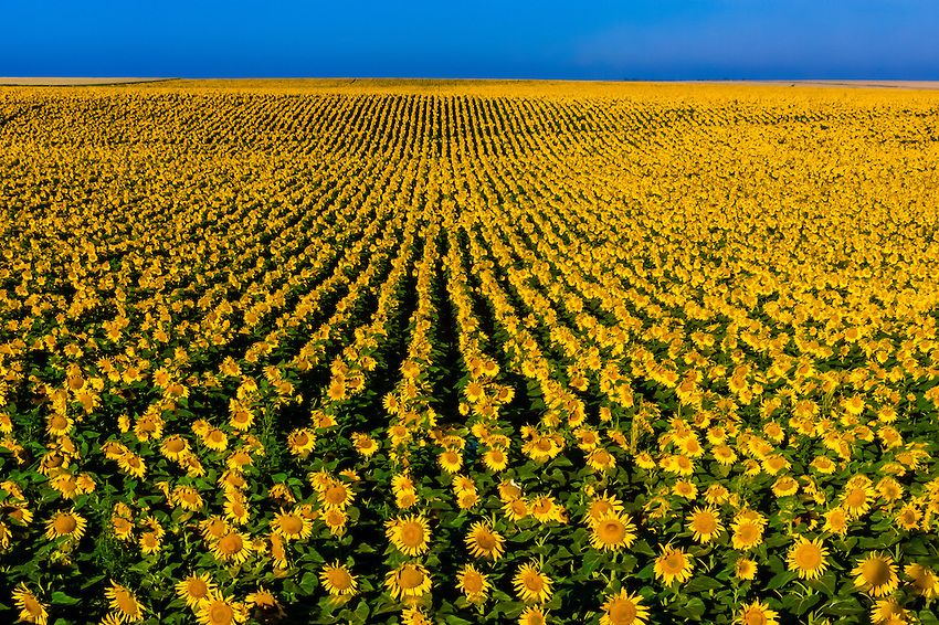 Sunflower fields, Grant (near the Colorado state line), near Goodland, Western Kansas USA.