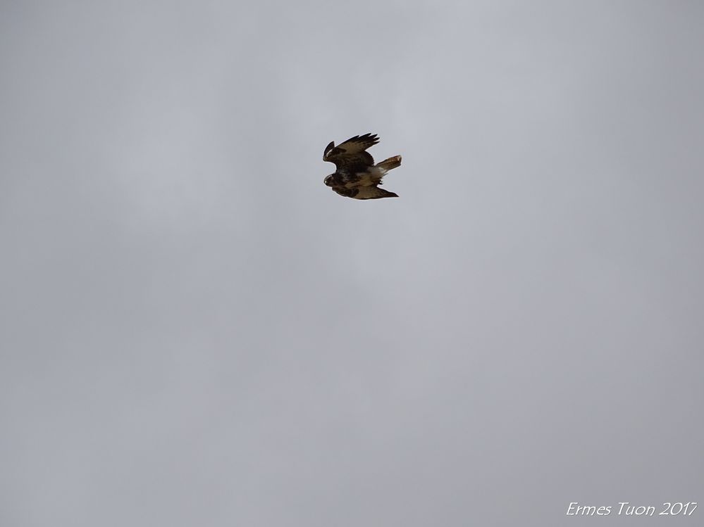 Caption:  an hawk  on the Sibillini National Park