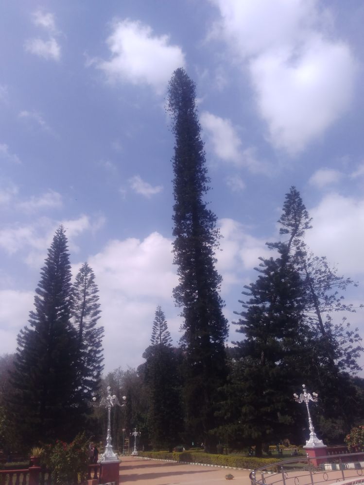 Tallest Tree..