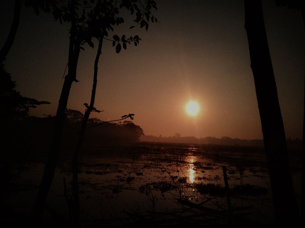 Morning Glory...of Bangladesh