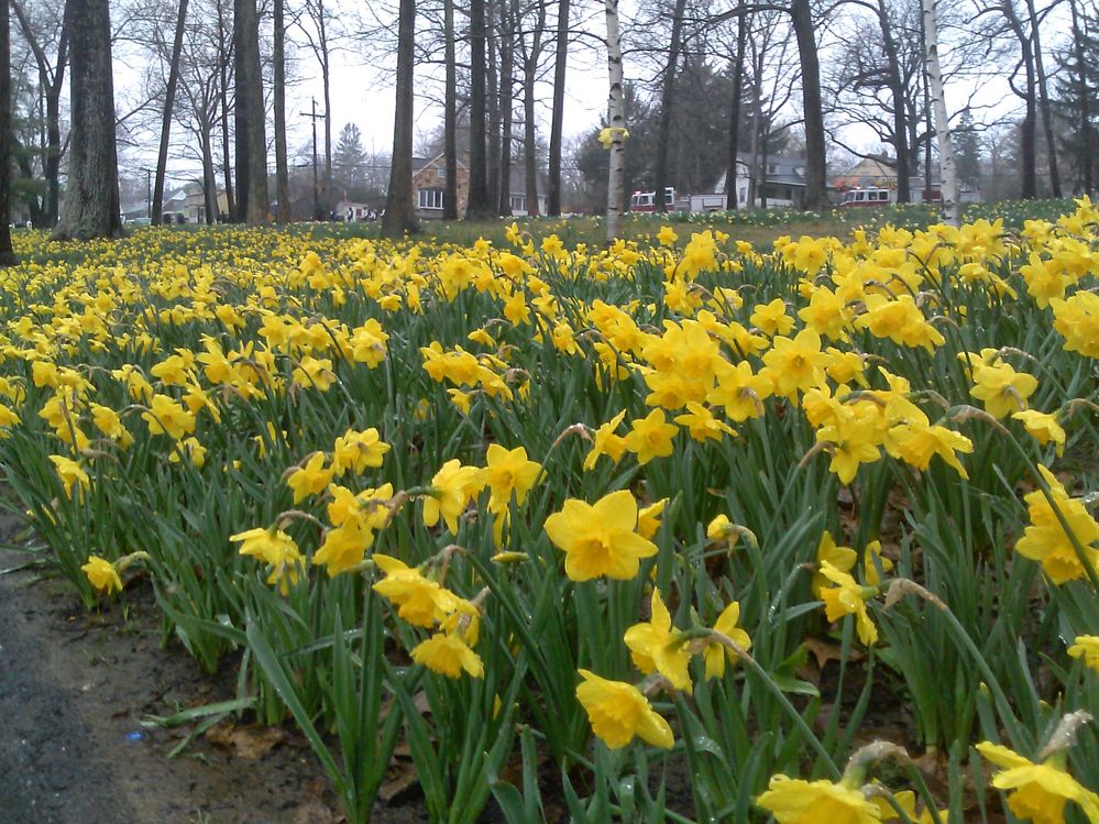 The Daffodil Festival