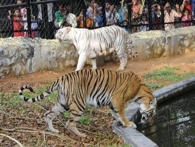 Bengal tiger :)