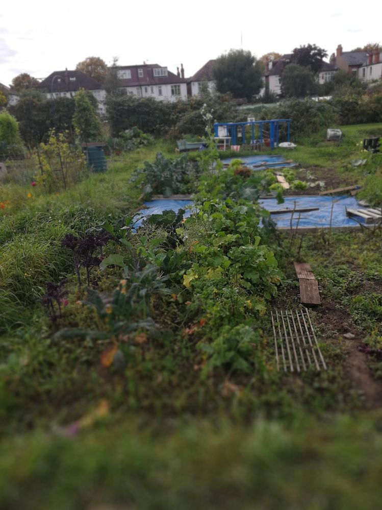 Allotment - Zone 3 - South East London