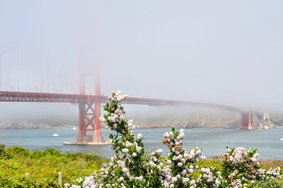 The Golden gate, surrounded by fog