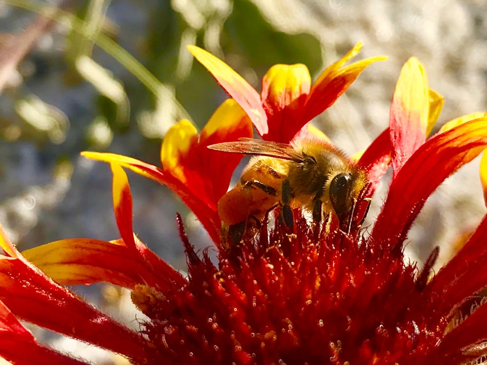 Apis Mellifer aka Western Honey Bee